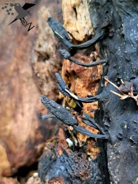 [Xylariomycetidae]